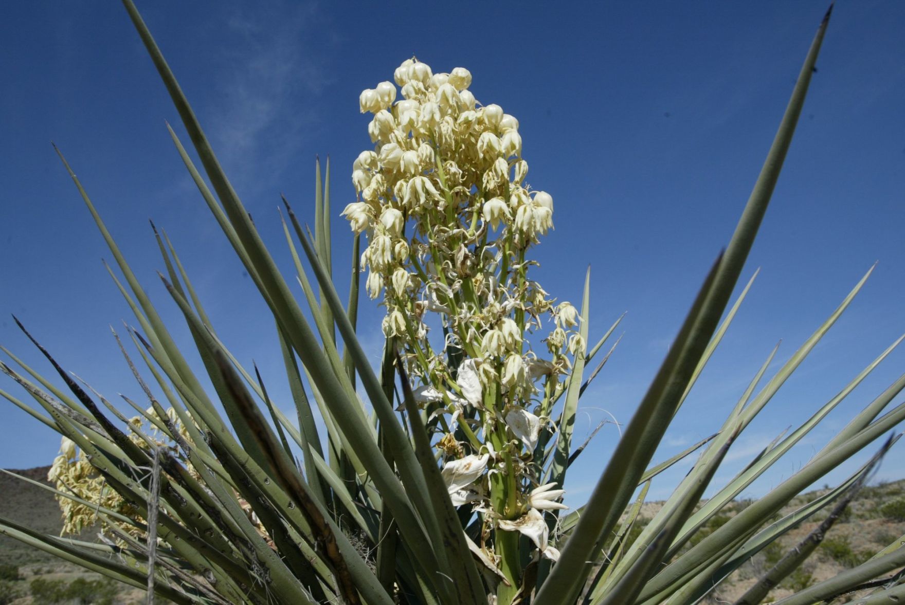 Yucca